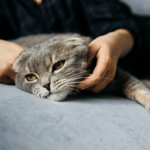 female-petting-adorable-lazy-cat