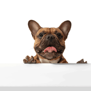 young-brown-french-bulldog-playing-isolated-white-studio-background